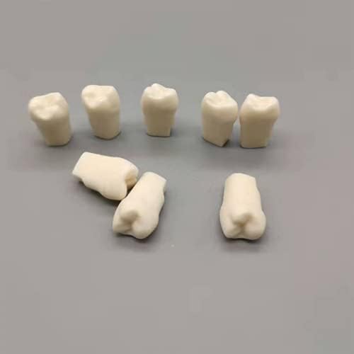 Зъб Зърно Зубоврачебная Модел за Подготовка за Изпитите на Зъболекар Обучение, 28 бр/пакет Моделиране на