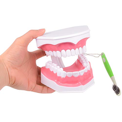 Пластмасов модел на зъба обучение на възрастни Начинаещи модел с Подвижни долните зъби и четка за зъби
