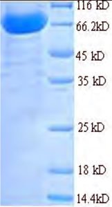 Рекомбинантный минорный капсидный протеин L2 (L2) (Рекомбинантный протеин)